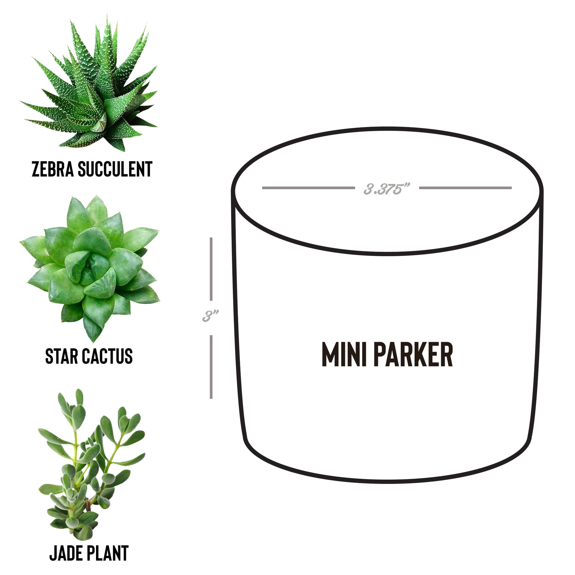 Porambo Plant