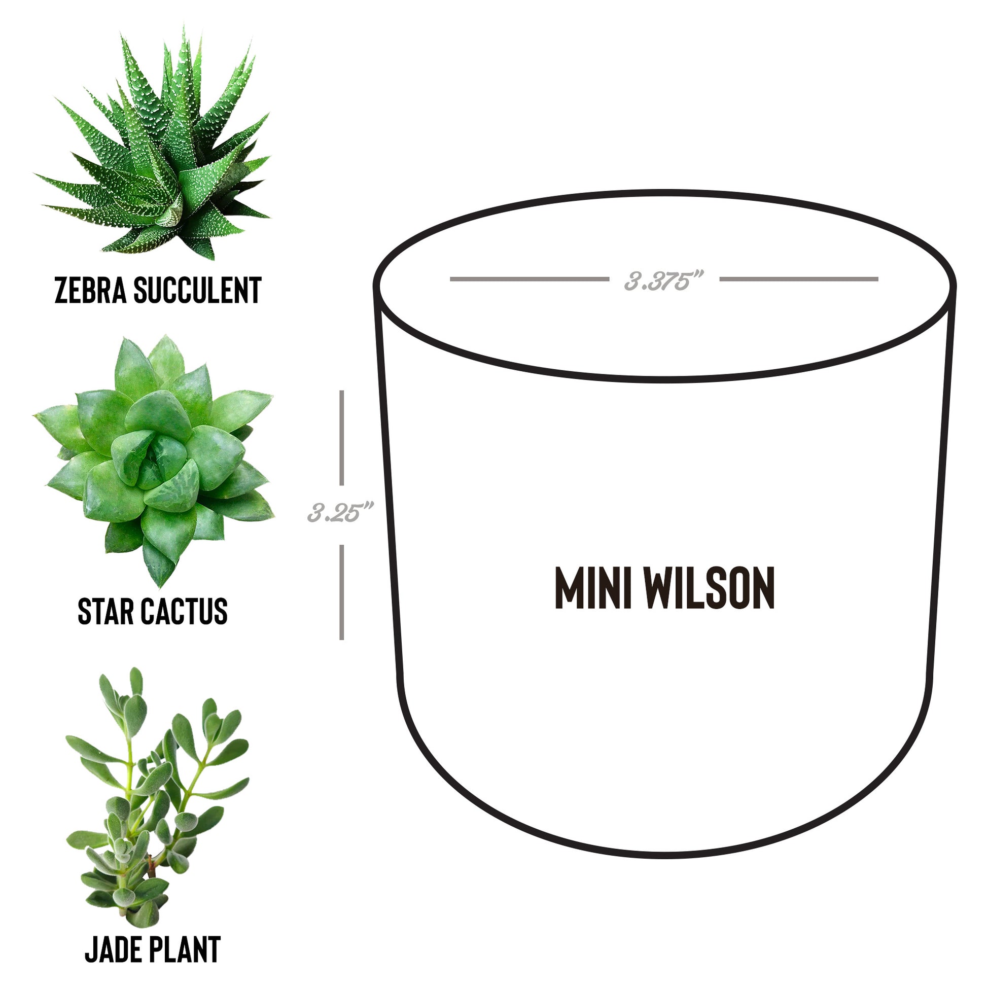 Porambo Plant
